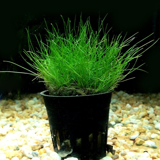 水草鱼缸造景牛毛毛毡迷你爬地珍珠天湖套餐水草