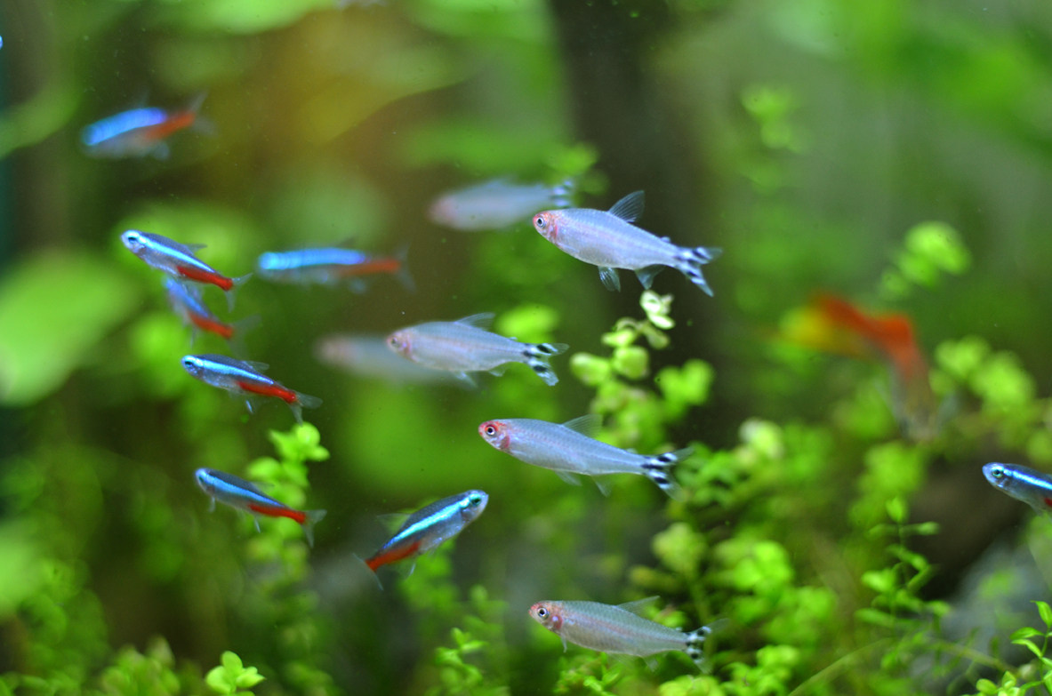 热带鱼观赏鱼红绿灯鱼红莲活体小型小型灯科草缸淡水群游包活包邮