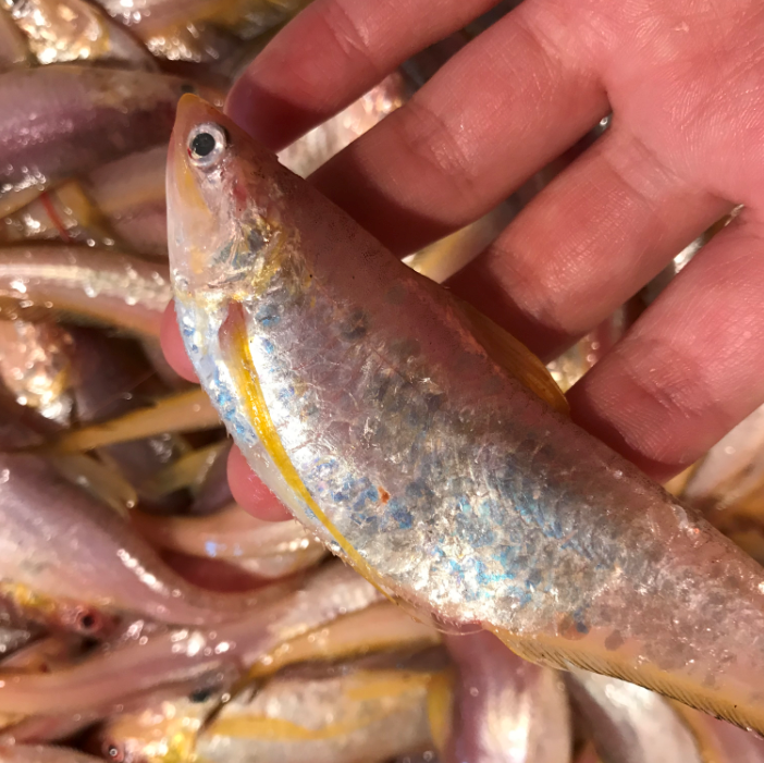 网潮海鲜舟山东海脐鱼子鱼新鲜凤尾鱼油炸超级其它