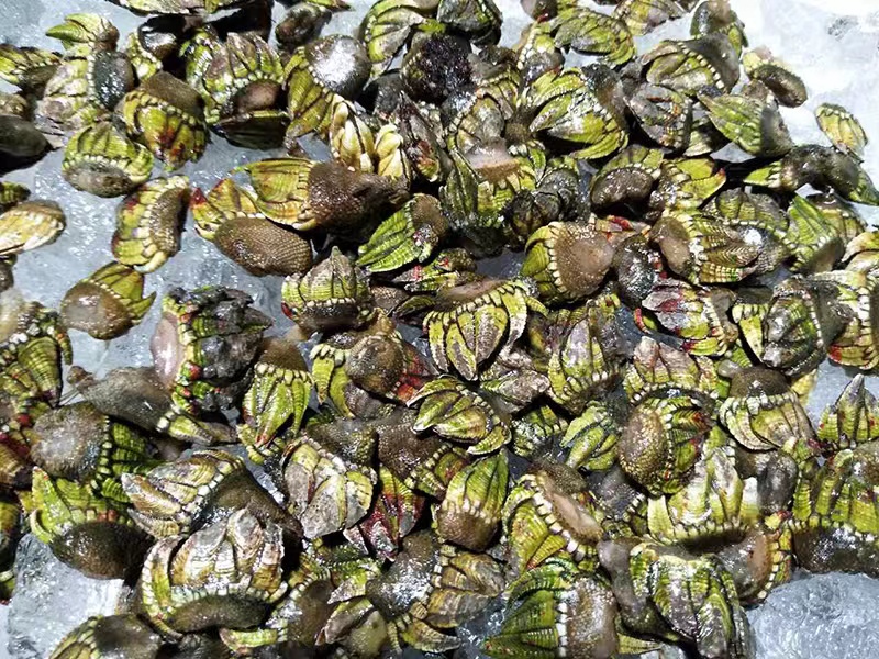 舟山海鲜狗爪龟足脚活贝鸡爪鹅颈藤壶新鲜佛手其它