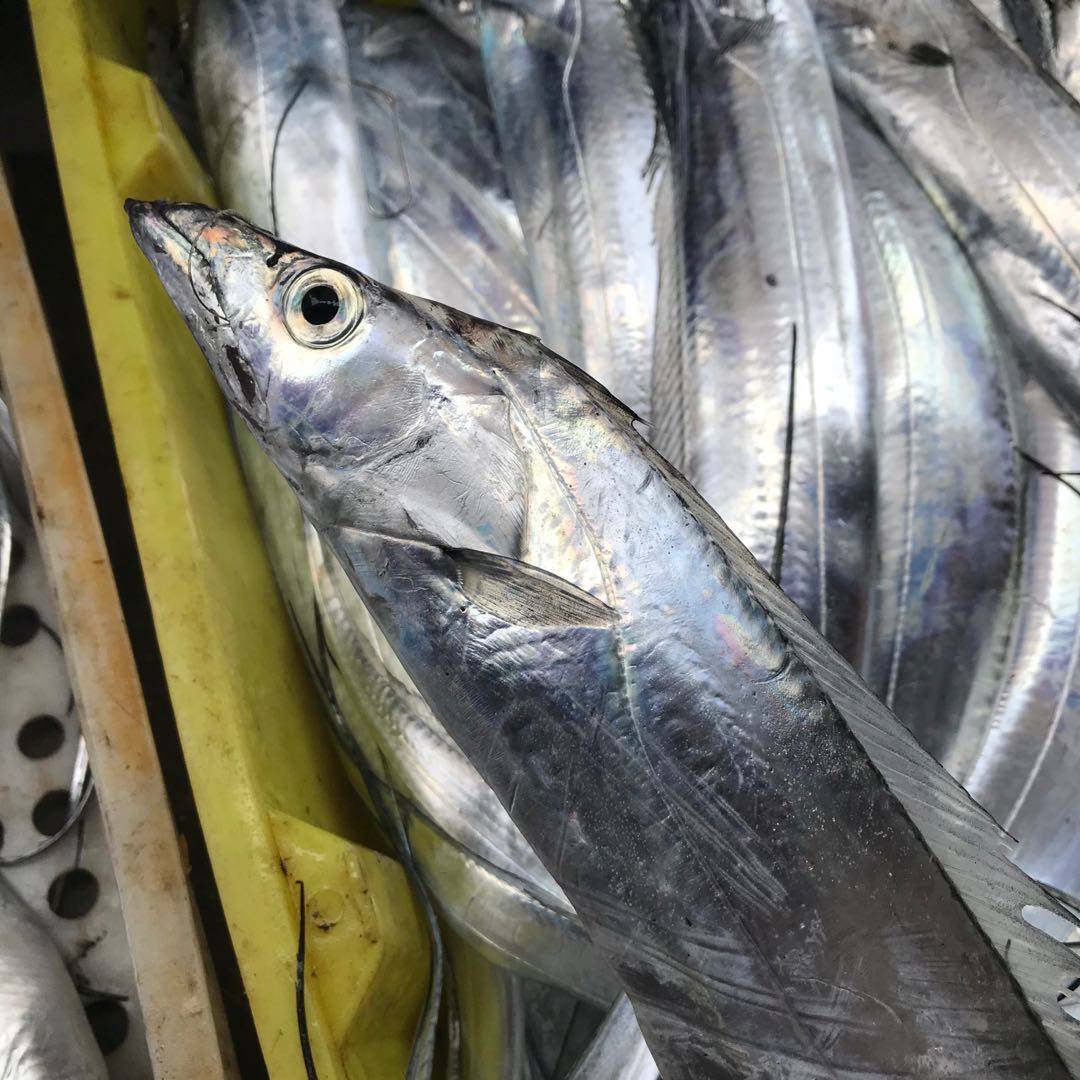 团购网潮海鲜舟山东海海钓新鲜带鱼4斤装顺丰带鱼