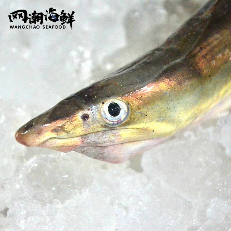 网潮海鲜舟山特产东海野生海新鲜狗鳗海鳗鳗鱼其它