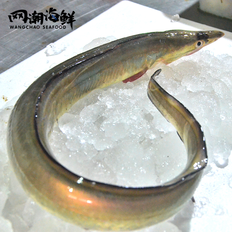 网潮海鲜舟山特产东海野生海新鲜狗鳗海鳗鳗鱼其它