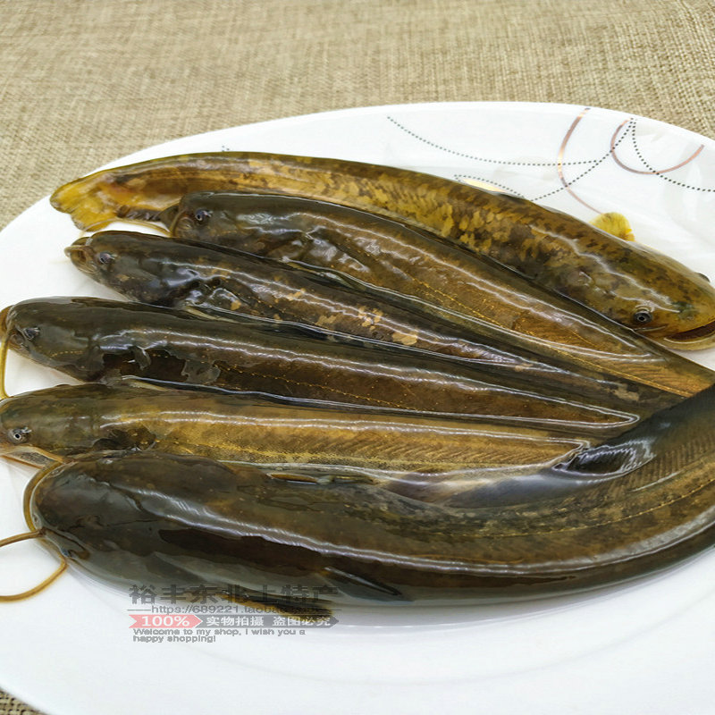 正宗东北野生鲶鱼黑龙江冷水鲶鱼鲇河鱼鲜活速冻1斤装3斤包邮送酱