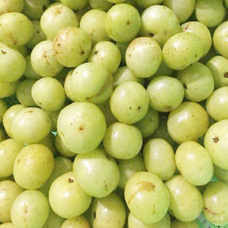 新鲜油柑顺丰余甘水果酸水橄榄2斤果牛果余其它