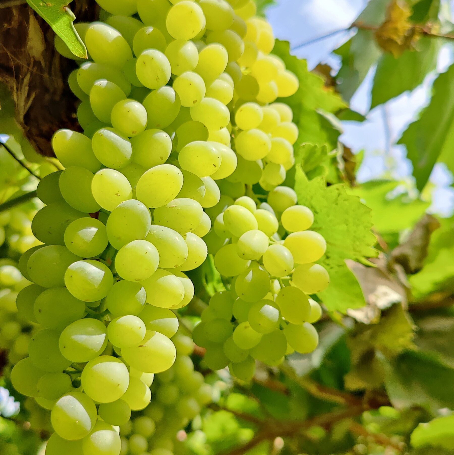 新疆新鲜包邮顺丰整箱小葡萄无籽水果当季吐鲁番葡萄