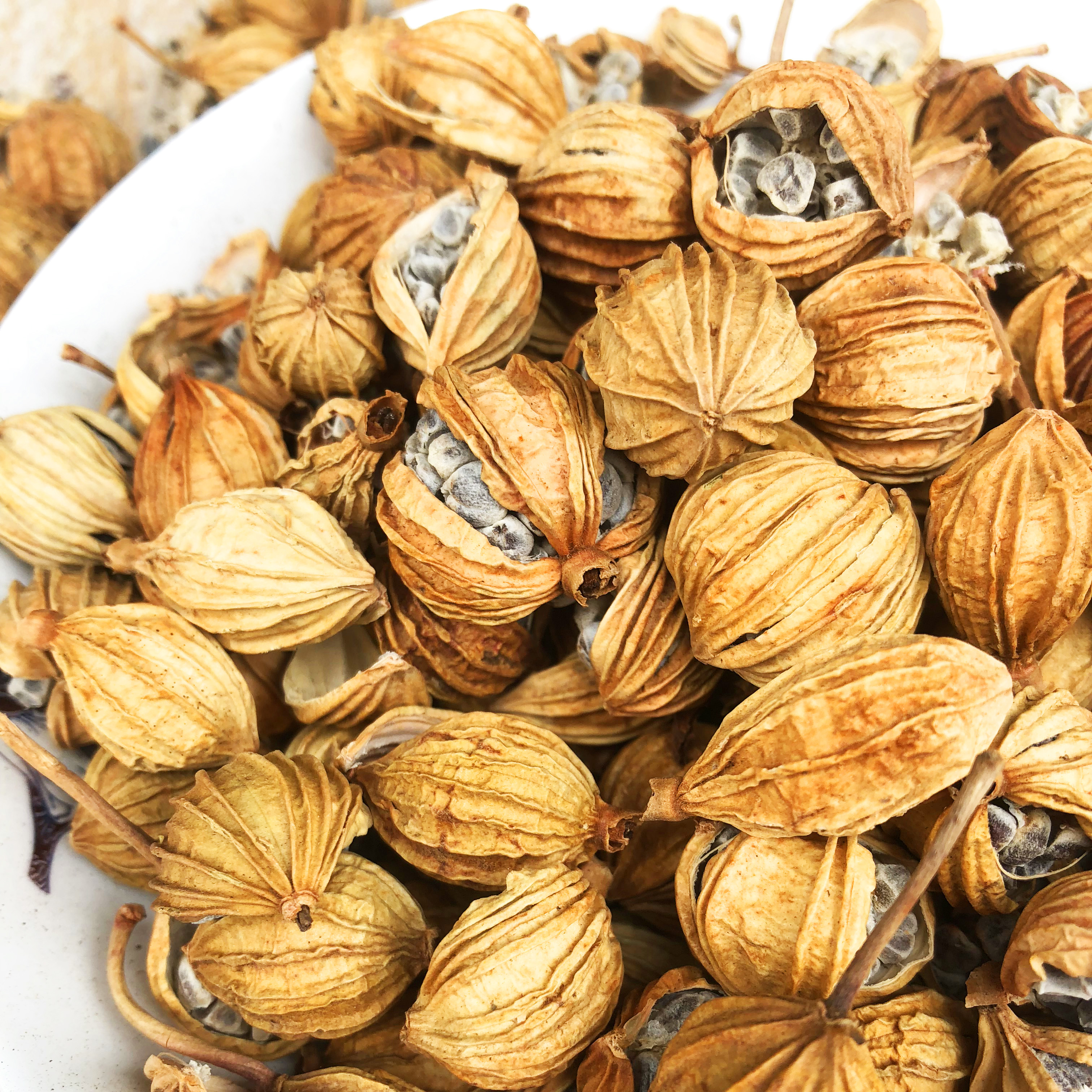 香料50g砂仁香砂沙仁野生川沙仁果正宗卤肉花椒