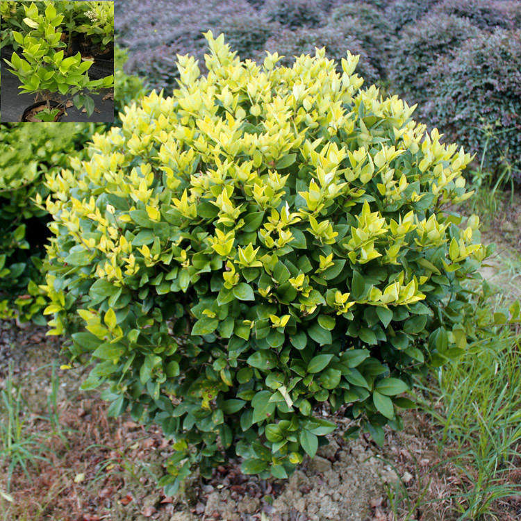 金森女贞花坛庭院小苗色块苗木绿化灌木青花观叶