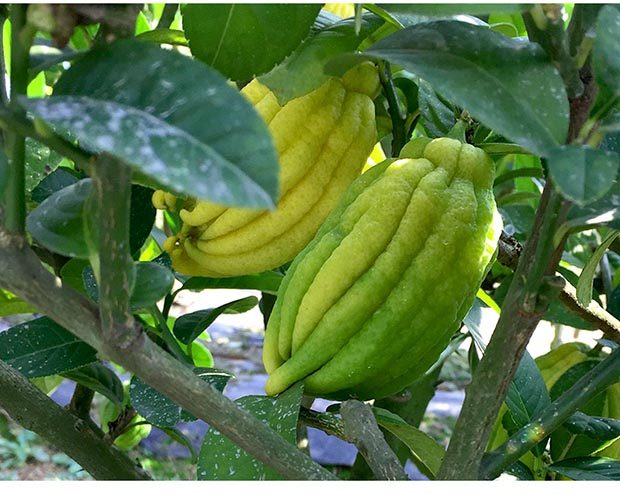 佛手鲜果金华特产香橼果现摘现发 佛手柑金华特产正宗金佛手