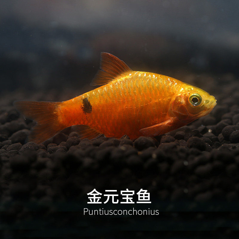 金元宝热带鱼1097活体鱼缸水族箱小型水草鲫鱼印度鱼