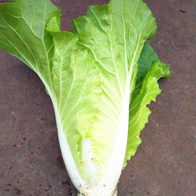 快菜奶油四季小白菜种子娃娃青菜菜苗四川耐热家庭园艺种子