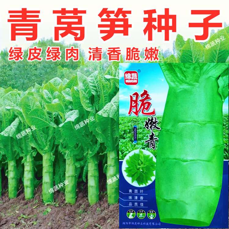 莴笋种子耐热耐寒莴苣籽抗高温四川春夏秋冬四季家庭园艺种子
