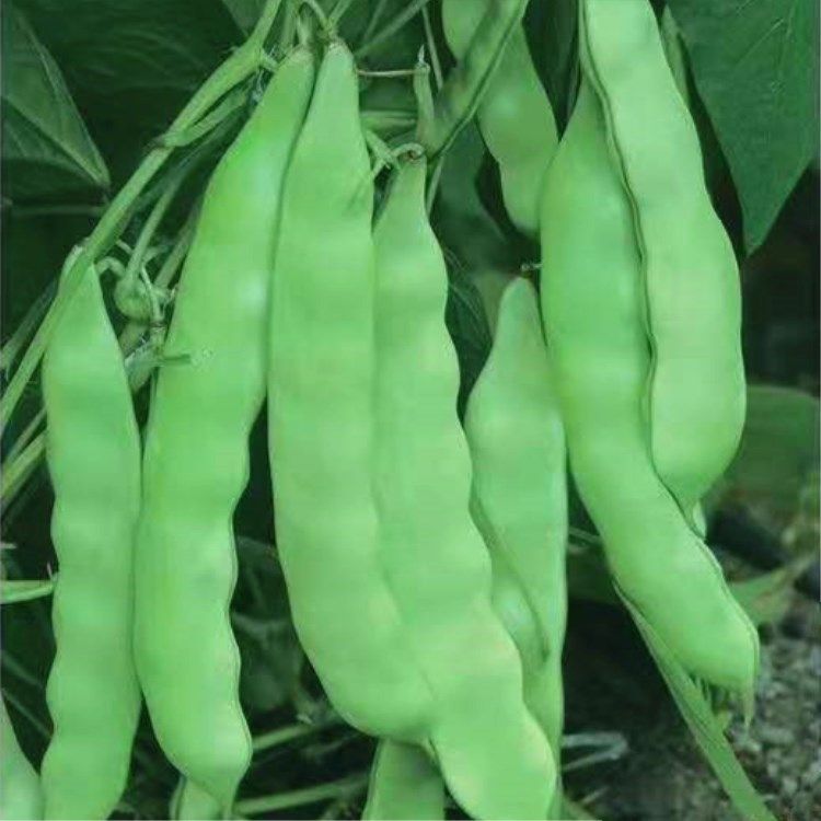 橄榄扁豆菜种蔬菜田园农家春季四川豆角肉豆家庭园艺种子