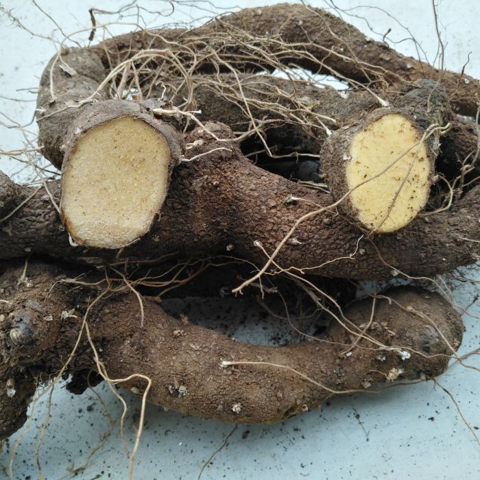 湖北宜昌土特产山里长 野黄姜火藤根新鲜火头根盾叶粗生黄姜3斤 - 爱