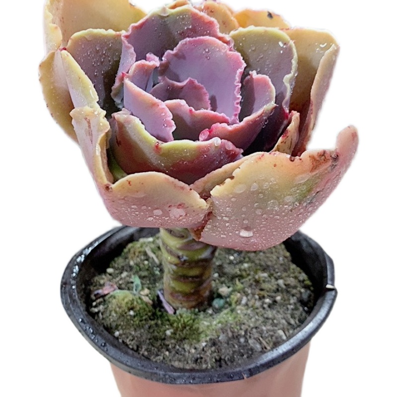 阿莉莱特特大粗桩多肉植物桩高8cm大包菜控多肉植物