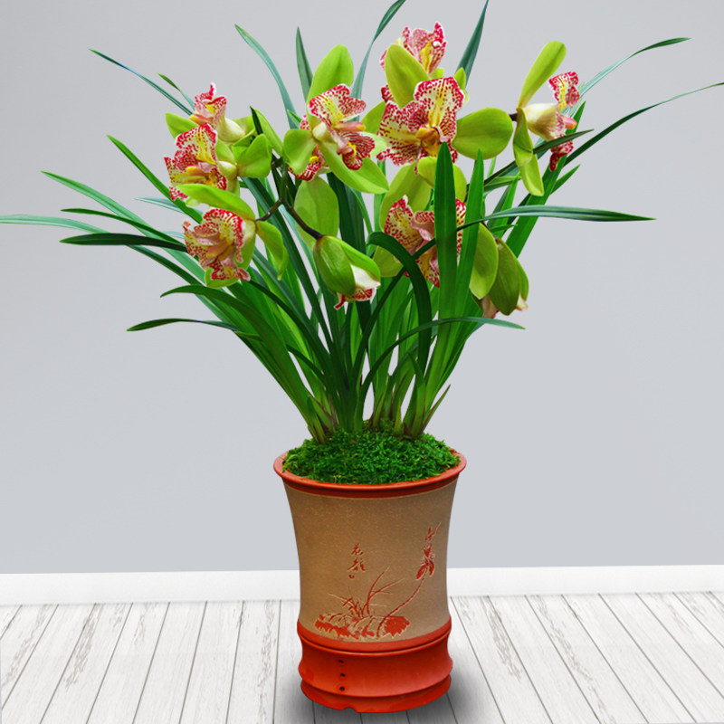 名贵兰花朵植物花卉绿植四季室内盆栽墨兰花苗时令草本花卉