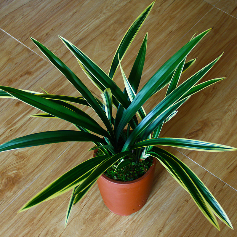 兰花花苗中透宽叶日向金边墨兰室内盆栽花卉时令草本花卉