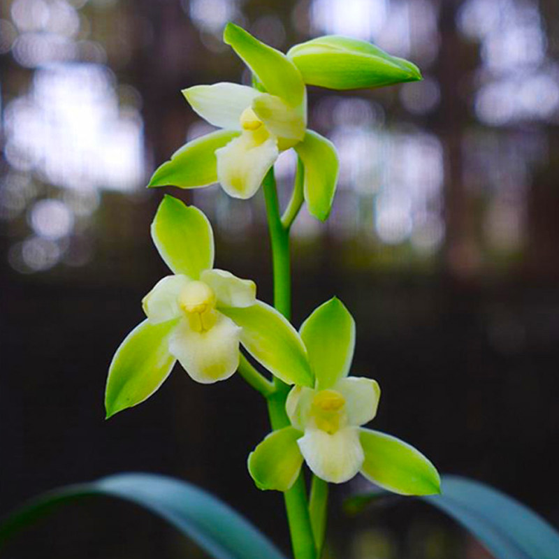 兰花矮种花苗达摩灵素四季常绿浓香室内花盆时令草本花卉