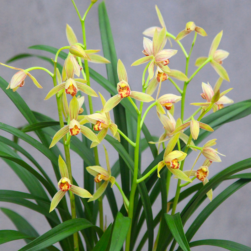 四季兰花花苗峨眉盆栽室内建兰花卉观花兰草花卉