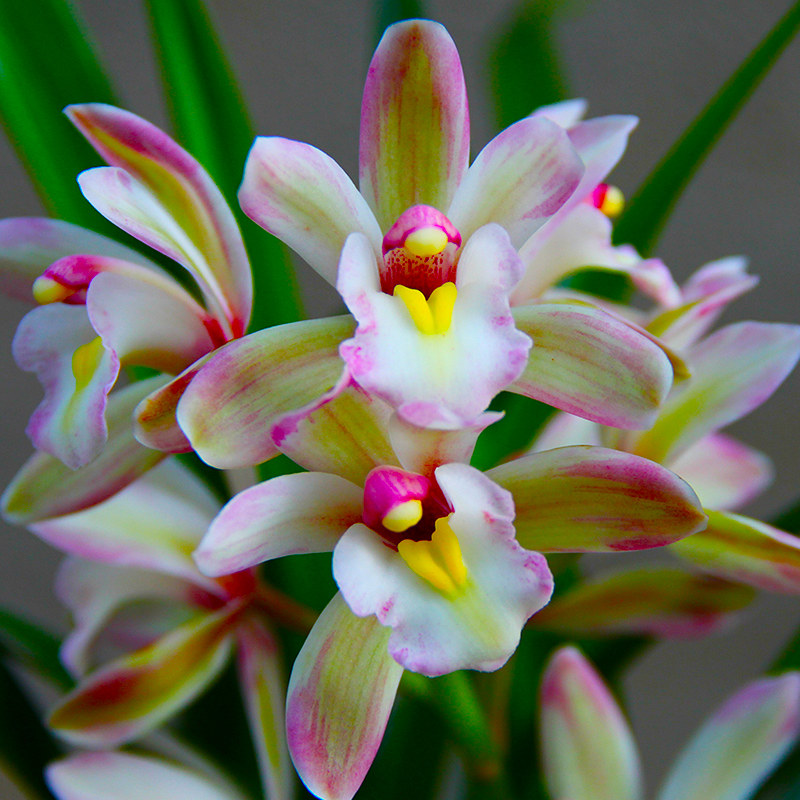 名贵兰花苗彩虹矮种建兰室内盆栽四季花卉观花时令草本花卉