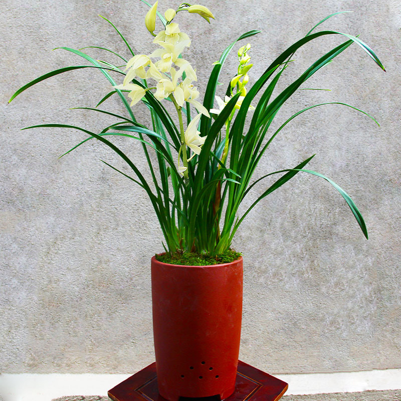 兰草兰花花苗白雪公主浓香盆栽室内植物四季阳台时令草本花卉