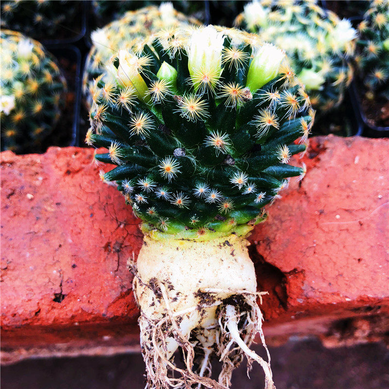 实生萝卜根系发达软毛明星仙人球办公室防辐射小盆栽含盆土易养活