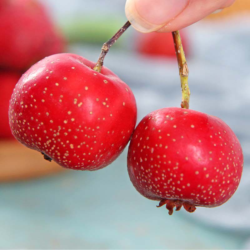 山楂新鲜5斤装鲜鲜果大山山里山里红红果冰糖葫芦山楂类制品