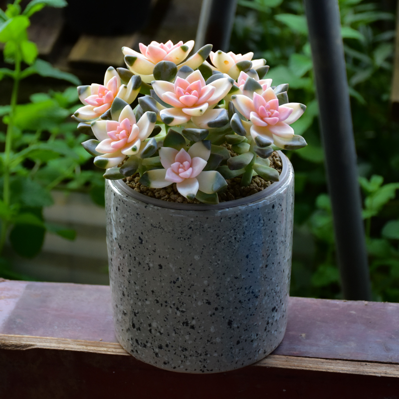 多肉老桩淡雪锦多植物室内盆栽精品绿植大颗多肉植物