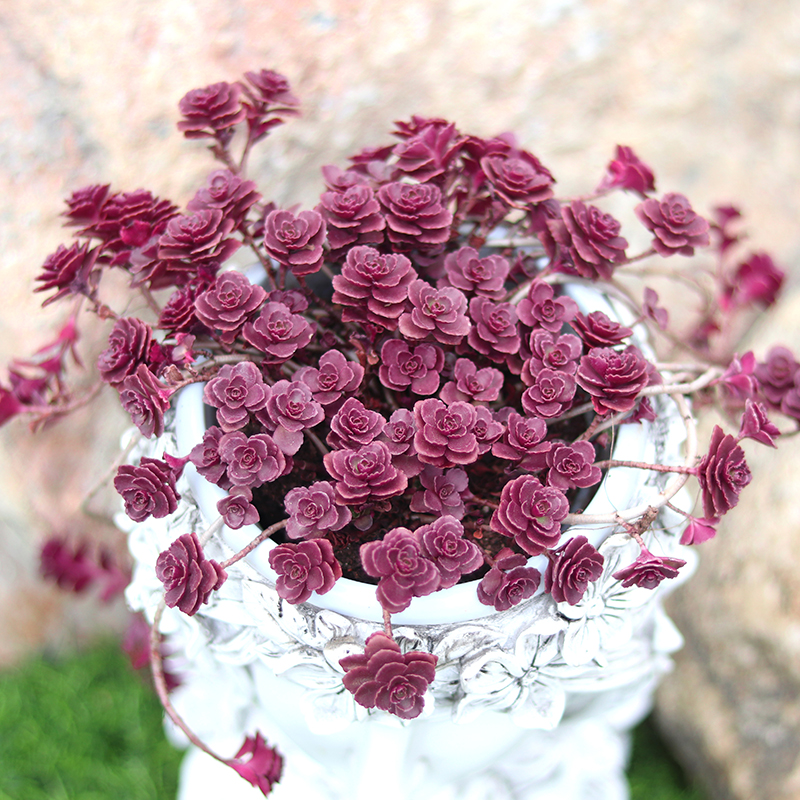 小球玫瑰多头群生老桩易爆稀有品种肉肉花卉多肉植物