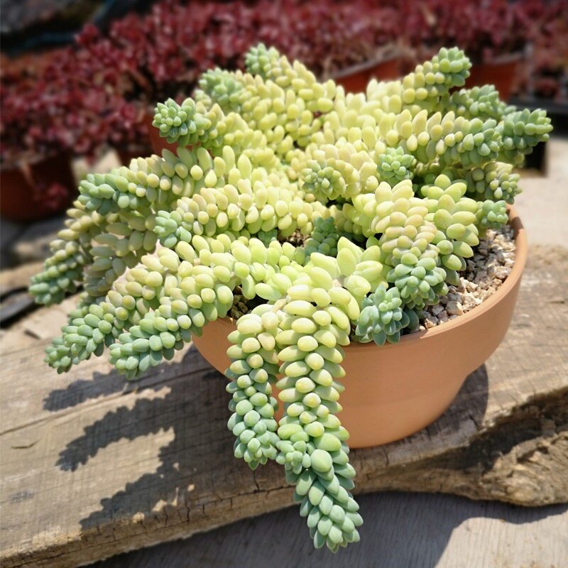 新玉坠彩虹虹玉群生多肉植物阳台绿植花卉包邮多肉植物