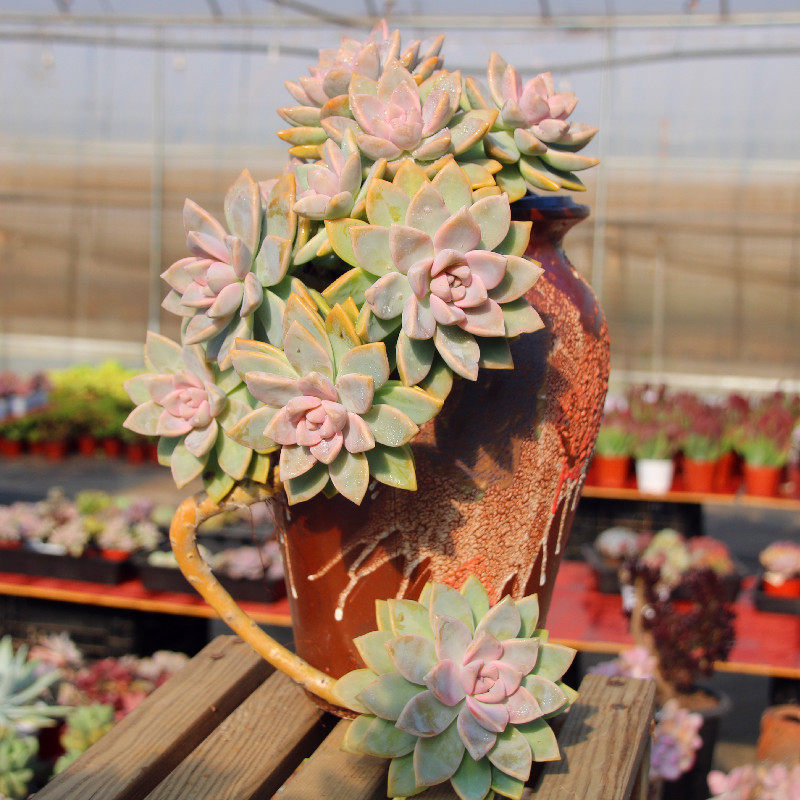 多肉紫雾群生老桩老庄稀有超大货大株特价悬崖多肉植物