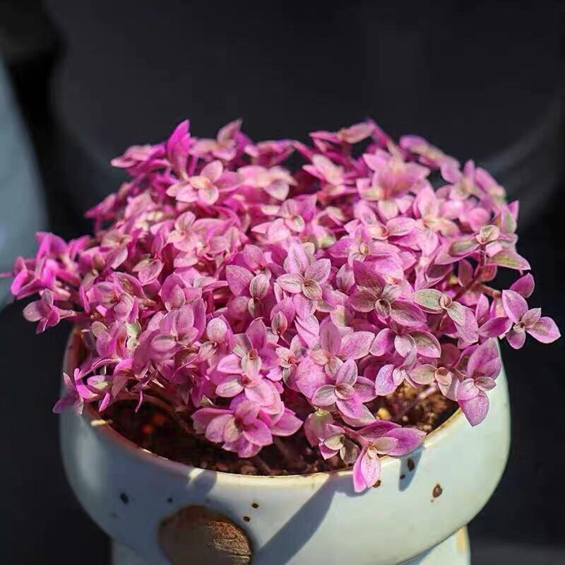 胭脂多肉盆栽油画吊兰植物防辐射花卉稀有有多多肉植物