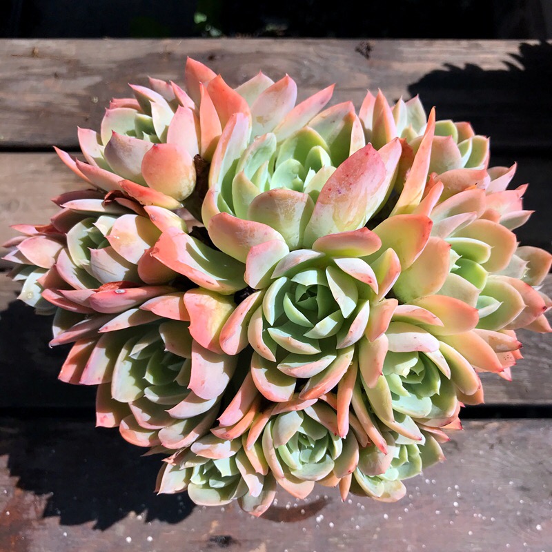 多肉植物丝绸面纱捧花群生多头老桩稀有办公室多肉植物