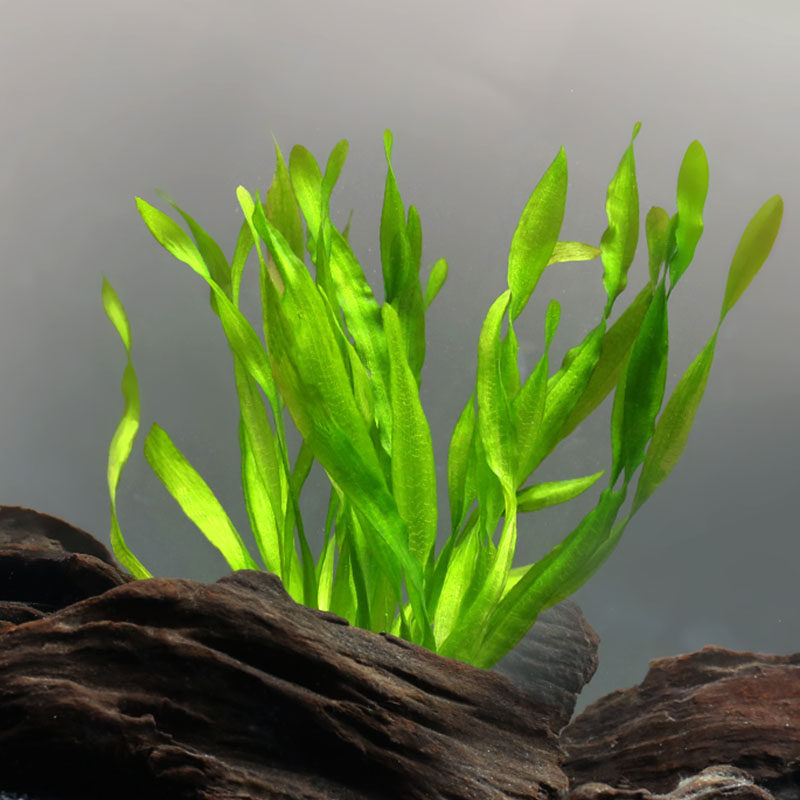 水草朴水造物皇冠合集大水兰长叶小九九冠红绿水草