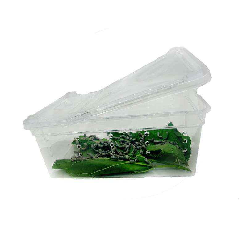 蚕宝宝活体套装白蚕七彩学生养蚕饲养大型饲料鱼缸