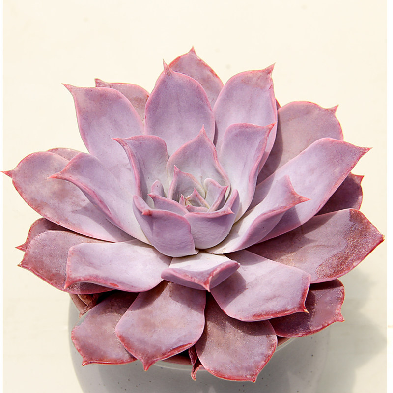 露西娜多肉植物大老巨型小苗砍头叶片窗台组合多肉植物