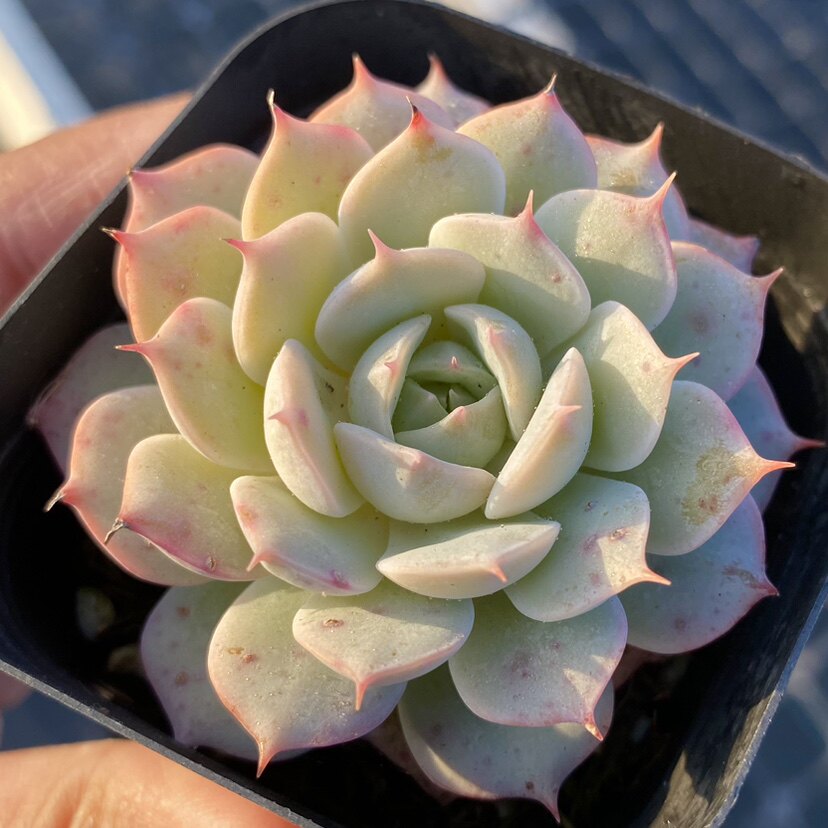 头大一物好养美观状态荷叶莲单七总巴黎雪域多肉植物