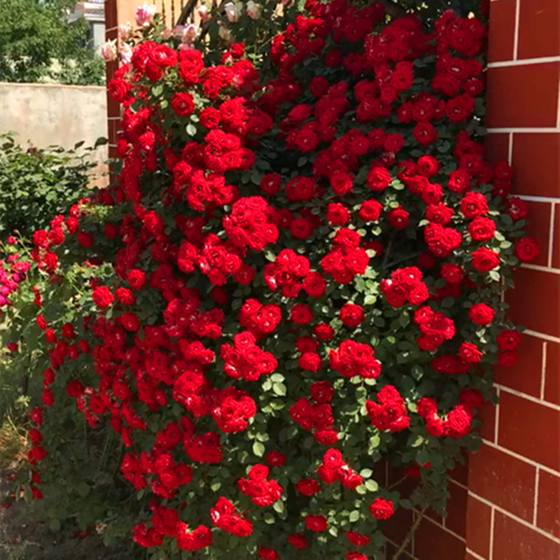 红木香花四季爬藤植物蔷薇玫瑰月季花苗盆栽攀爬花卉