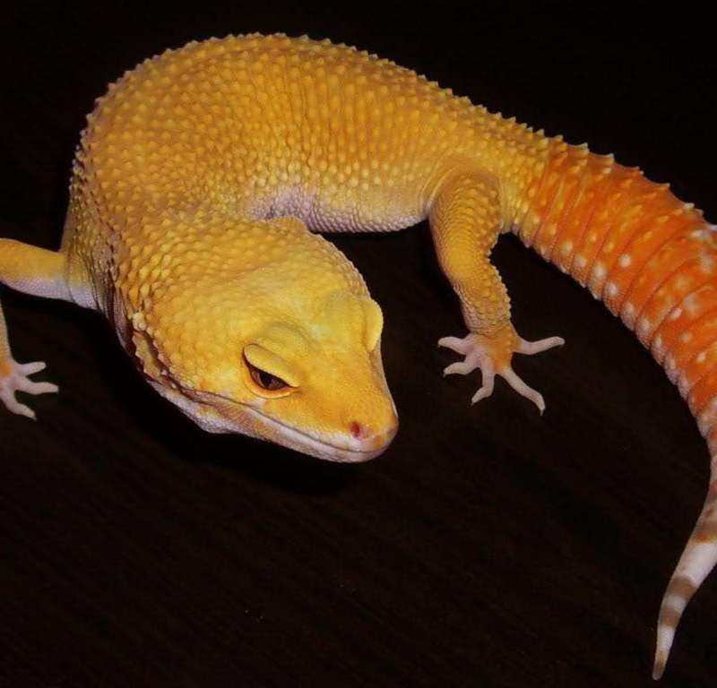 豹纹守宫(喜欢蜥蜴爬虫的快进哦)