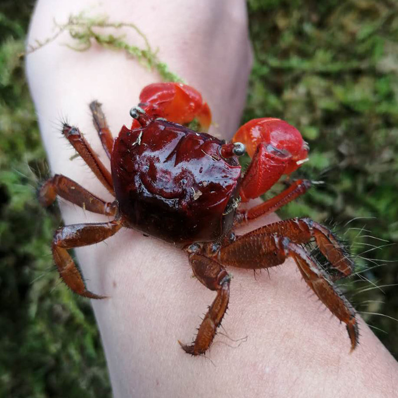 红螯相手蟹无齿螳臂相手淡水螃蟹活体观赏迷你蟹