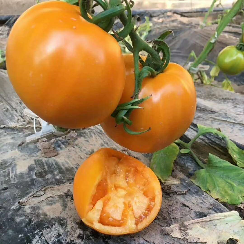 柿子黄柿子内蒙五原县大黄黄色西红柿现摘番茄农家柿子