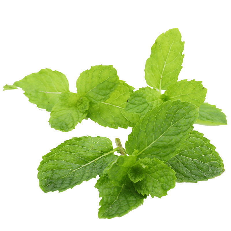 食用薄荷叶新鲜点缀装饰奶茶蛋糕饮品搭配调酒留兰香薄荷包邮500g