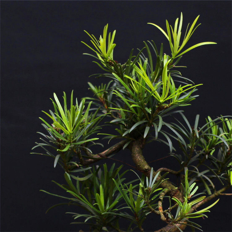 学会这几招,罗汉松叶片绿油油