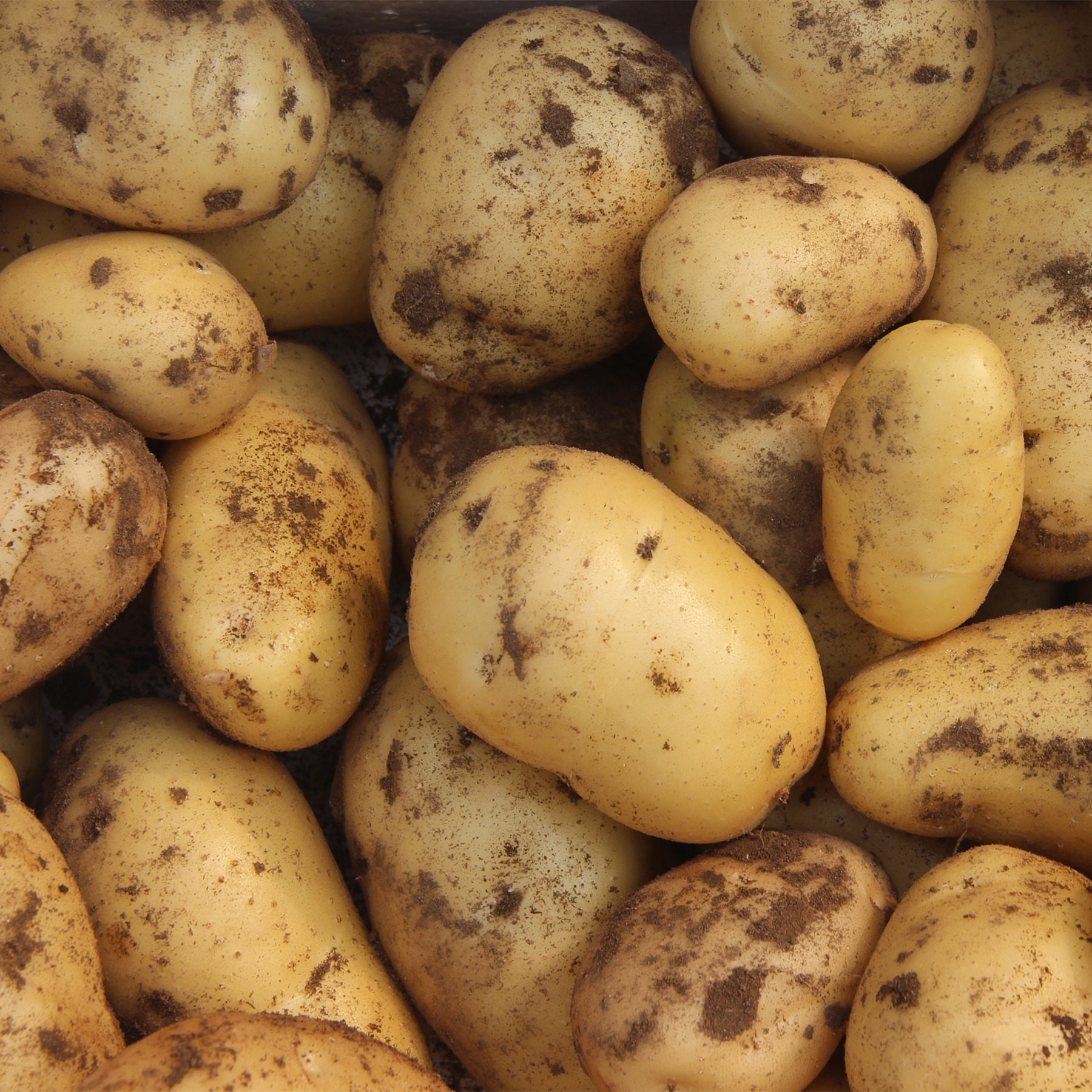 密云农产品四斤地直产地云本包邮现多省辅食宝宝土豆