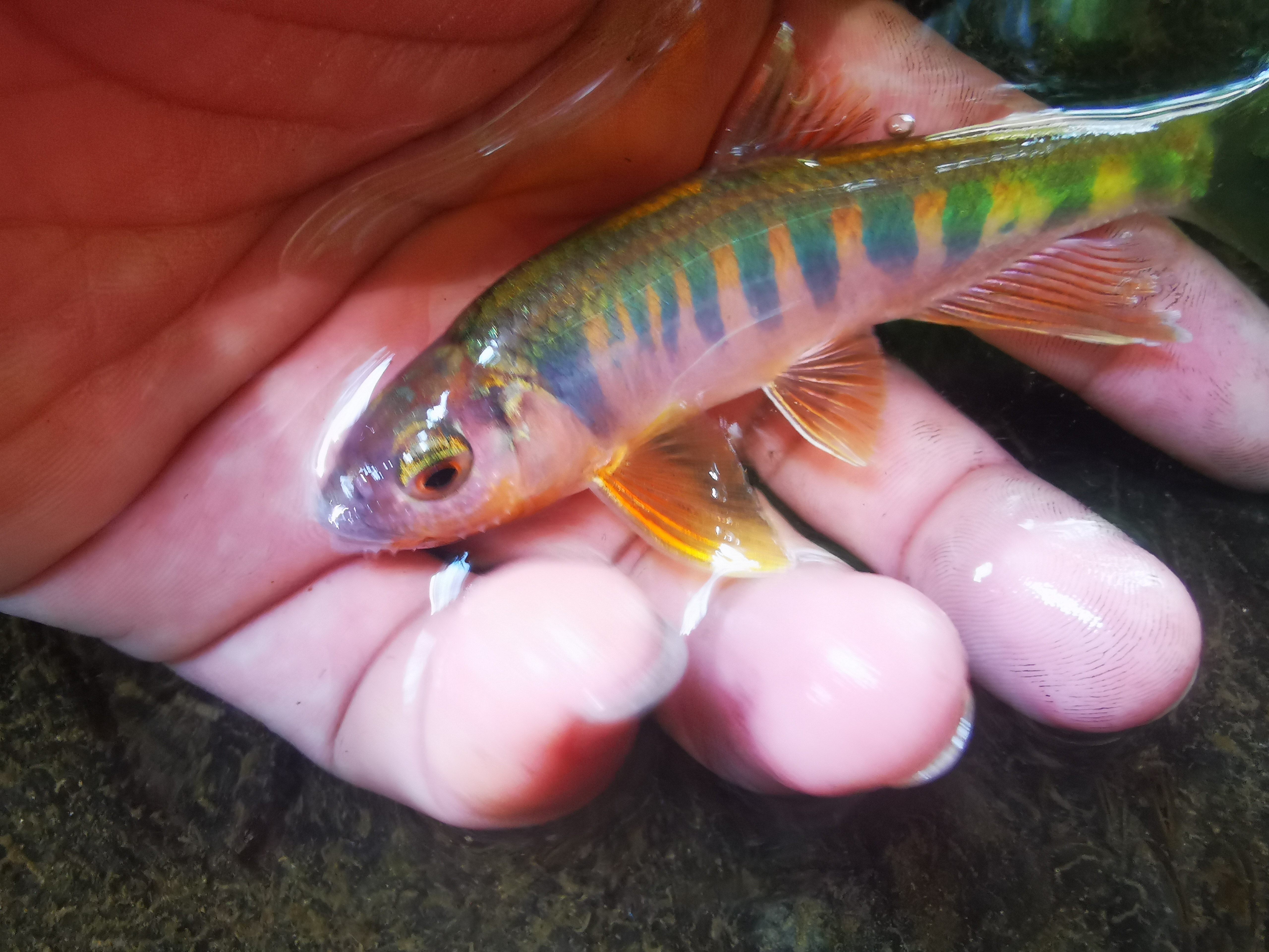 冷水原生稀有溪流鱼长鳍鱲小型观赏鱼发色不加鱼