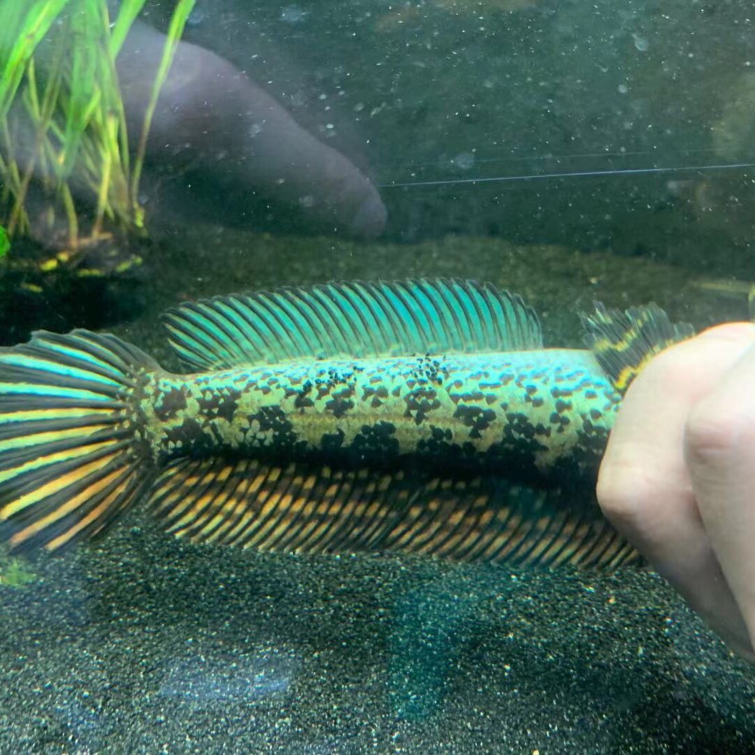 雷龙王雷龙鱼奶茶黄金黄金眼眼镜蛇苗火黄嘴幻幻彩鱼