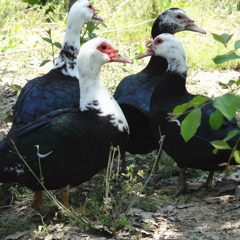 农家散养番鸭鸭子红脸放养新鲜现杀鸭肉鸳鸯鸭肉