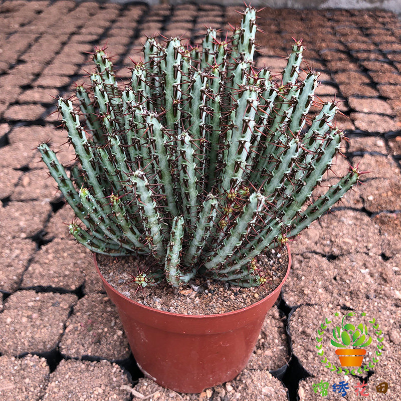 孔雀开屏奇趣仙人掌多肉植物铜绿麒麟耐旱办公室内防辐射萌肉肉