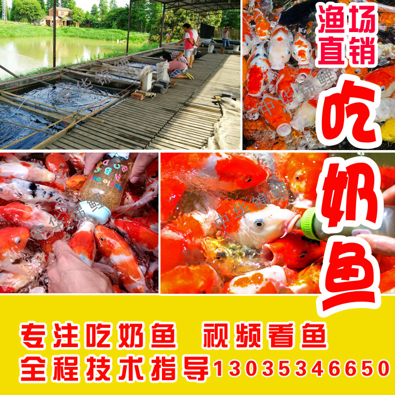 吃奶渔场驯化奶瓶喂鱼纯种锦鲤奶嘴喂奶观赏鱼鱼
