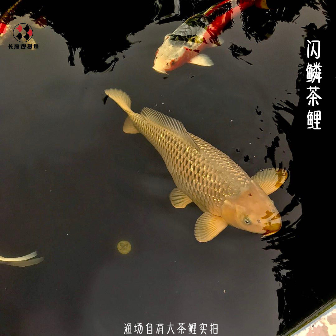 茶鲤鱼苗小型淡水锦鲤活体鱼大体型冷水观赏鱼鱼